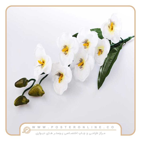 پوستر دیواری گل ارکیده سفید