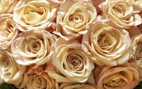 گل های کاغذی و گلبهی