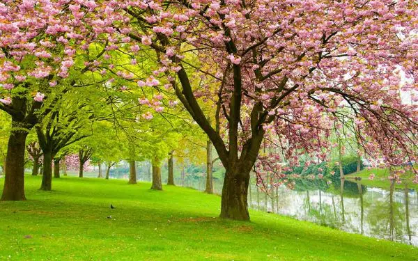 پوستر دیواری درخت شکوفه بهاری