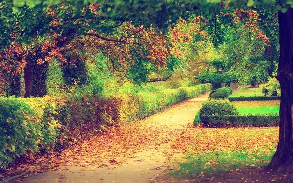 پوستر دیواری منظره برگ ریزان