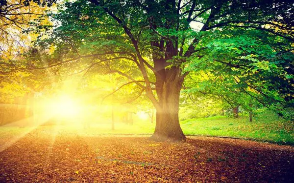 پوستر دیواری منظره تابستان افتابی