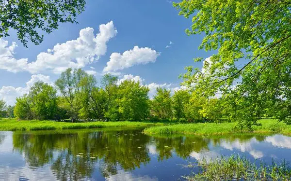 پوستر دیواری دریاچه و درختان