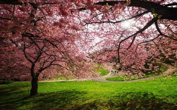 پوستر دیواری شکوفه های صورتی
