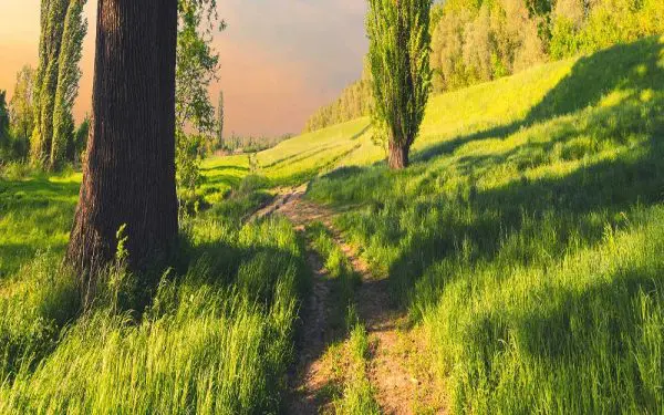 پوستر دیواری منظره تابستان سرسبز