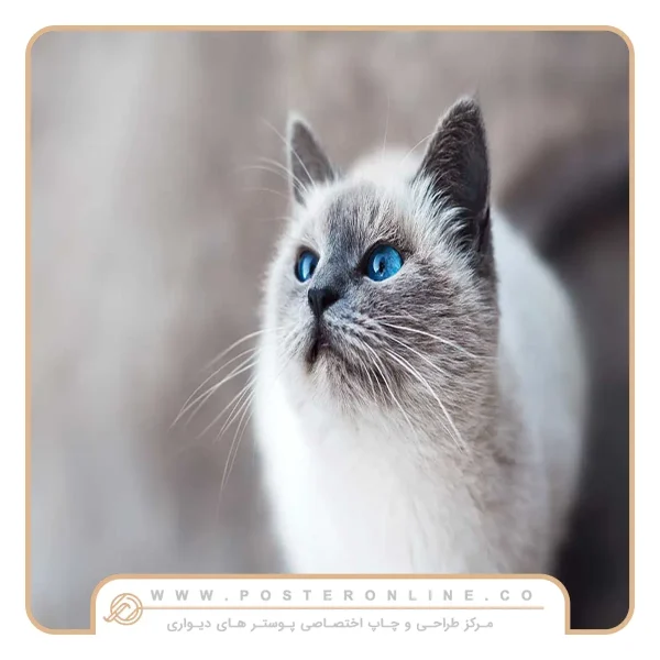 پوستر دیواری حیوانات طرح گربه چشم آبی