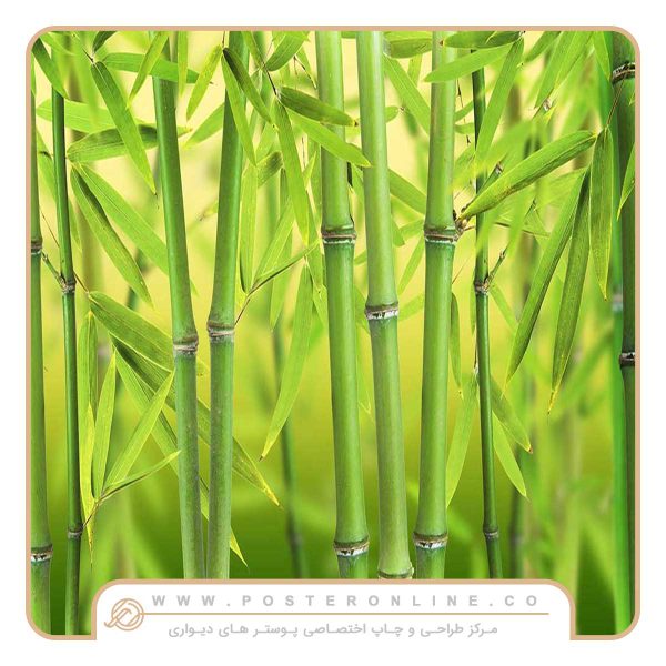 پوستر دیواری منظره تابستان شاخه های بامبو