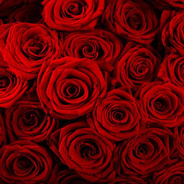 پوستر دیواری گل رز سرخ