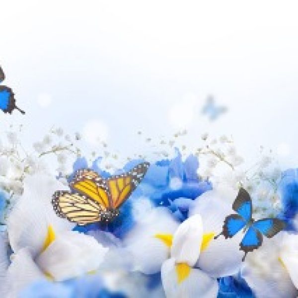 پوستر دیواری بک گراند پروانه و گل آبی