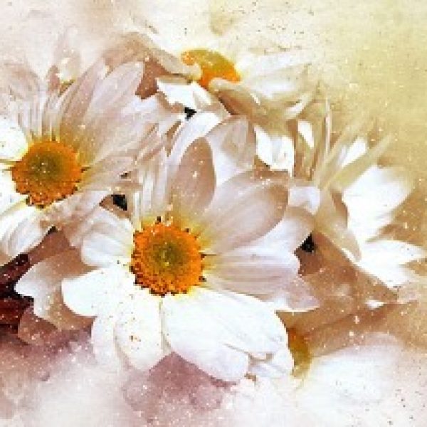 پوستر دیوار بک گراند گل بابونه