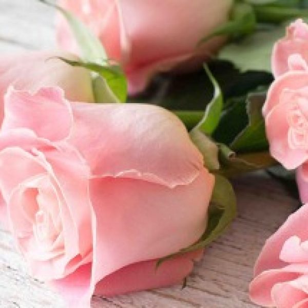 پوستر دیواری بک گراند رز مرجانی