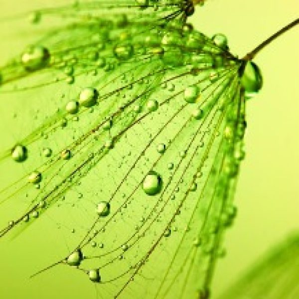 پوستر دیواری گل کاغذی سبز
