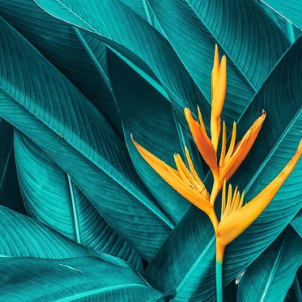 پوستر دیواری طرح گل زرد