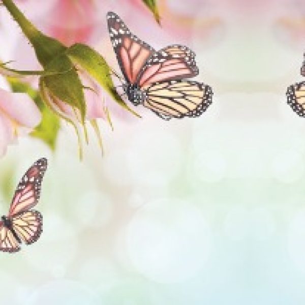 پوستر دیواری بکگراند گل کد f-8918
