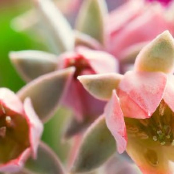 پوستر دیواری بک گراند سمپریوم