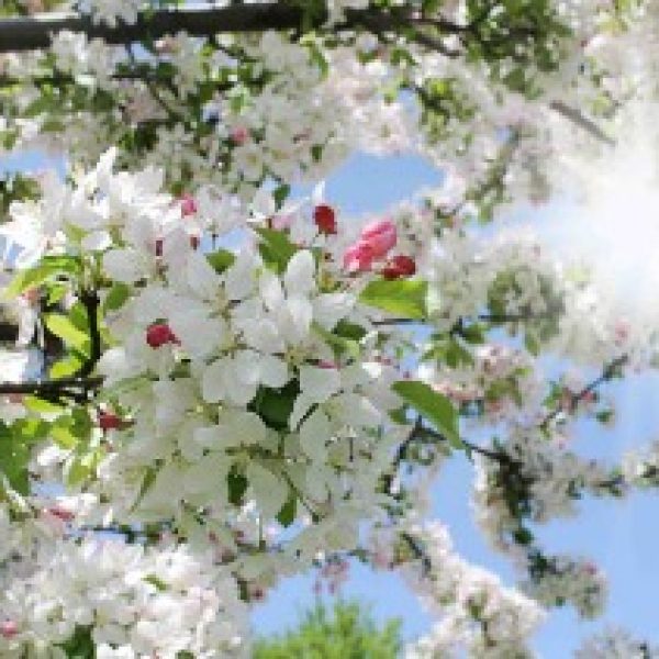 پوستر دیواری بک گراند درخت شکوفه