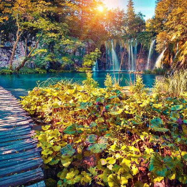 پوستر دیواری ابشار و برگ های سبز