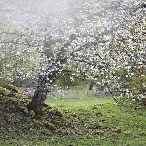 پوستر دیواری درخت شکوفه های سفید