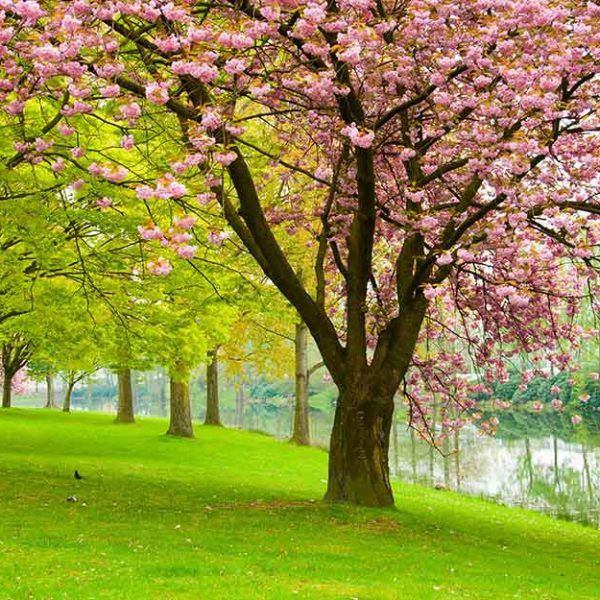 پوستر دیواری درخت شکوفه بهاری