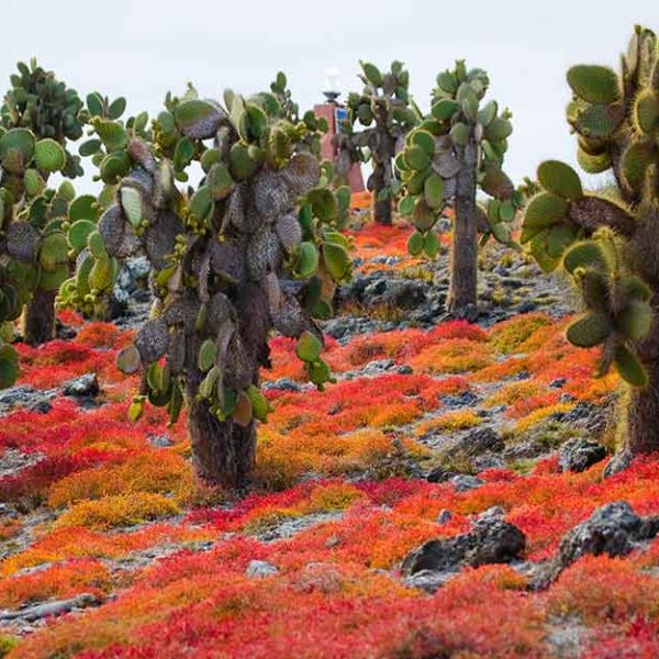 پوستر دیواری سه بعدی خزه های رنگی