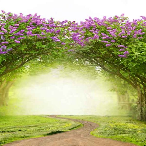 پوستر دیواری ورودی طبیعت