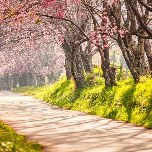 پوستر دیواری شکوفه های گیلاس