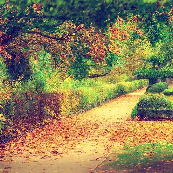 پوستر دیواری منظره برگ ریزان