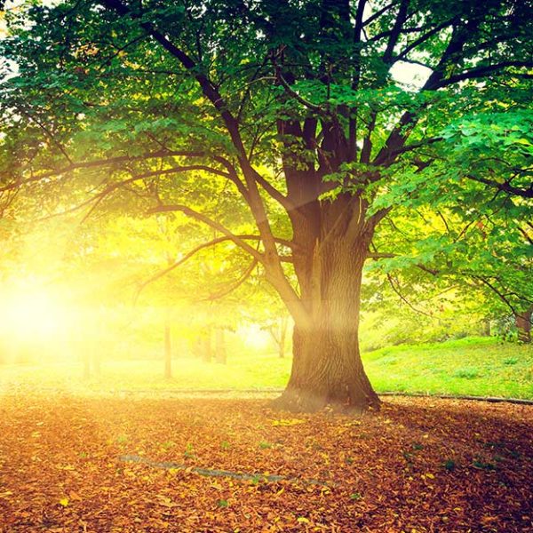 پوستر دیواری منظره تابستان افتابی