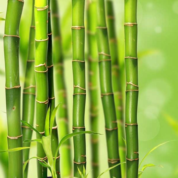پوستر دیواری بامبوی های سبز