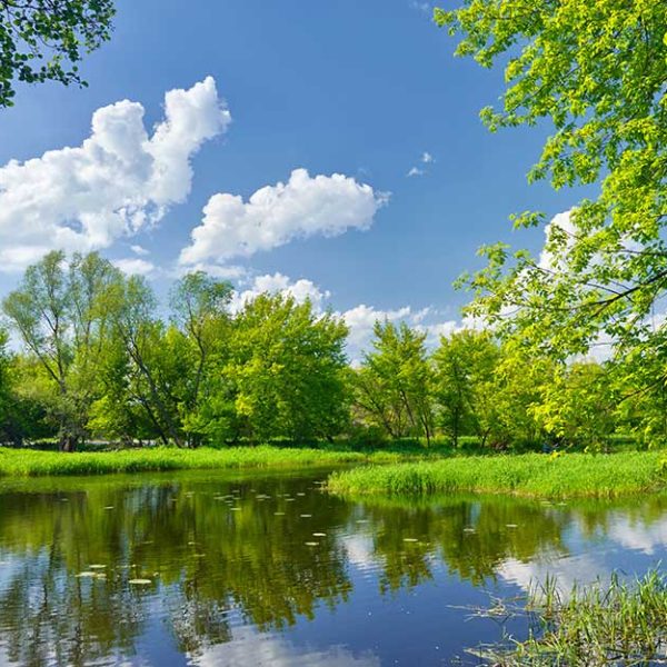 پوستر دیواری دریاچه و درختان