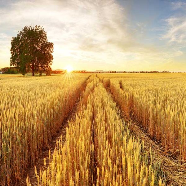 پوستر دیواری منظره تابستان مراتع گندم