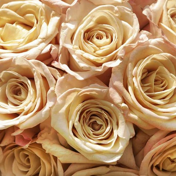 گل های کاغذی و گلبهی